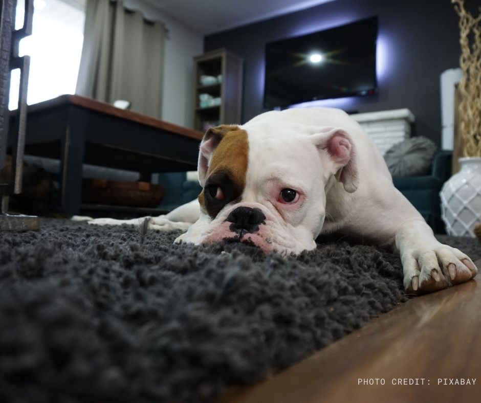 Pets including dogs, cats, birds and reptiles contribute to the dust and dander in our homes, which could trigger allergic reactions for those with sensitivities.